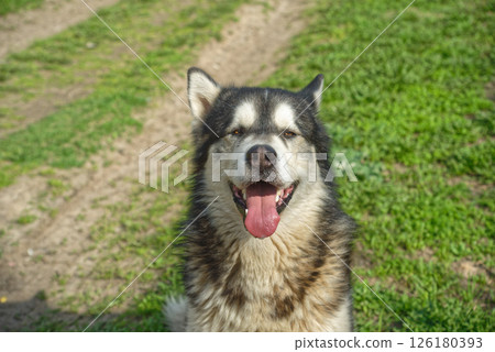 Alaska malamute on green grass 126180393