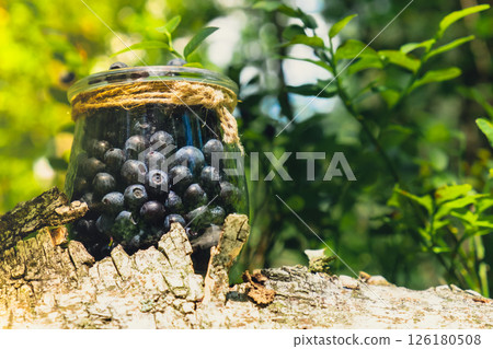 Close-up of Blueberries in the forest with green leaves. Country life gardening eco friendly living Harvested berries, process of collecting, harvesting berries into glass jar in the forest. Bush of Close-up of Blueberries in the forest with green leaves. Country life gardening eco friendly living Harvested berries, process of collecting, harvesting berries into glass jar in the forest. Bush of 126180508