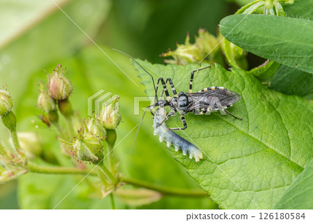 捕食毛毛蟲的條紋龜幼蟲 126180584