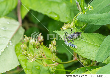 捕食毛毛蟲的條紋龜幼蟲 126180585