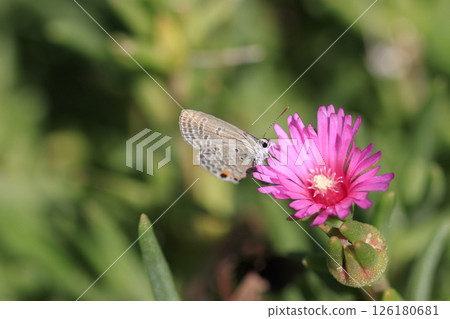 Butterfly of the autumn field: Uranamishijimi 126180681