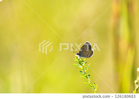 Autumn field butterfly: Yamato Shijimi 126180683