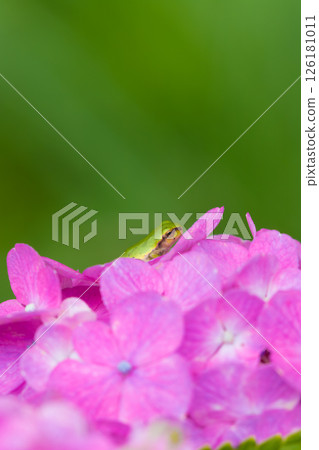 Hydrangea and frogs (Bungo Takada City, Oita Prefecture) 126181011