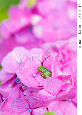繡球花和青蛙（大分縣豐後高田市） 126181012
