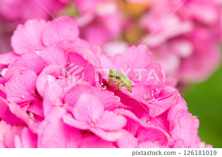 Hydrangea and frogs (Bungo Takada City, Oita Prefecture) 126181019