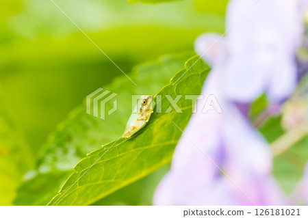 Hydrangea and frogs (Bungo Takada City, Oita Prefecture) 126181021