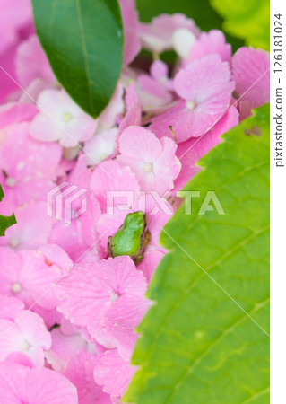 Hydrangea and frogs (Bungo Takada City, Oita Prefecture) Hydrangea and frogs (Bungo Takada City, Oita Prefecture) 126181024