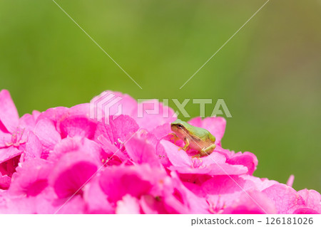 繡球花和青蛙(大分縣豐後高田市) 繡球花和青蛙(大分縣豐後高田市) 126181026