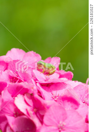 Hydrangea and frogs (Bungo Takada City, Oita Prefecture) 126181027