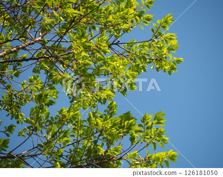 藍天映襯下的秋榆嫩葉 126181050
