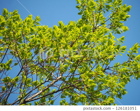 藍天映襯下的秋榆嫩葉 126181051