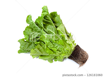 新鮮採摘的帶根生菜 [白色背景，剪貼畫] 126181060