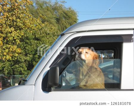 A brown-haired golden retriever (2012.11.18) Next to it is a large dog native to England that peeks out from the window. A brown-haired golden retriever (2012.11.18) Next to it is a large dog native to England that peeks out from the window. 126181078