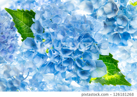 Enveloped in a clear blue Enveloped in a clear blue 126181268