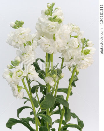 白色庫存鮮花[庫存] 126181311