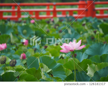 高田城公園的蓮花池 126181317