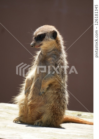 meerkat  126181345