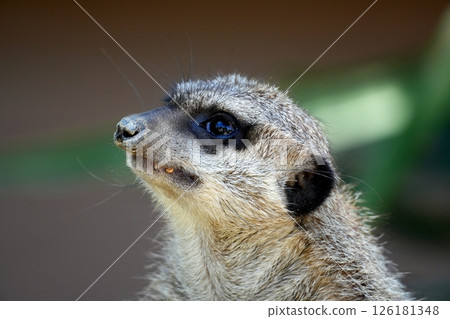 meerkat meerkat 126181348