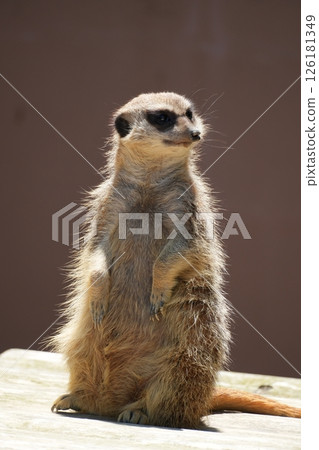 meerkat  126181349