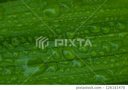 Drops of water on rain-soaked green leaves Drops of water on rain-soaked green leaves 126181470