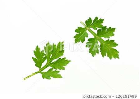 艾葉白色背景 126181499