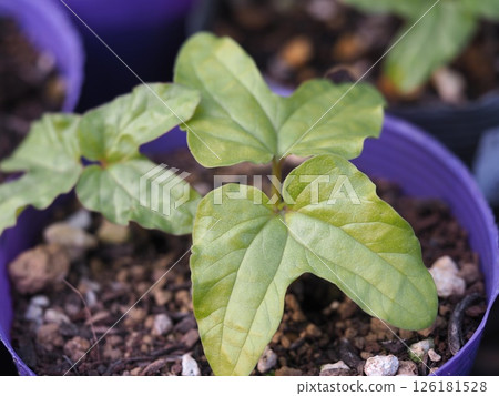 牽牛花萌發 牽牛花萌發 126181528