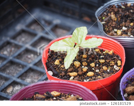 Morning glory germination Morning glory germination 126181529