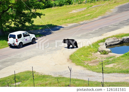 野生動物園裡的棕熊 野生動物園裡的棕熊 126181581