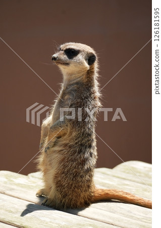 meerkat  126181595