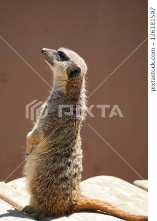 meerkat  126181597