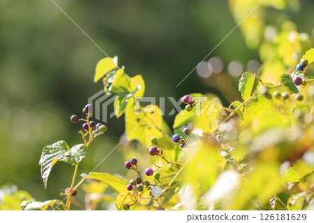 Colorful wild grapes in the autumn forest Colorful wild grapes in the autumn forest 126181629