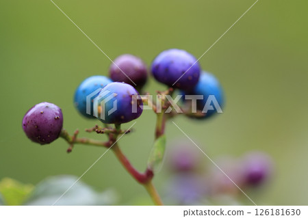 Colorful wild grapes in the autumn forest 126181630