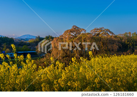 Nanohana農場和佛教櫻花 126181660