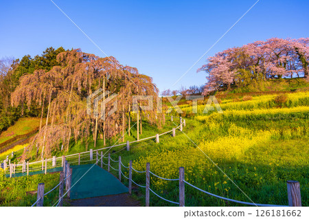 清晨陽光下的三春瀧櫻 126181662