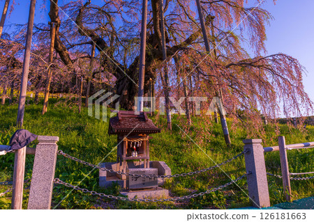 神社繼續守護著藍天下盛開的櫻花 神社繼續守護著藍天下盛開的櫻花 126181663