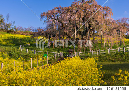 Cherry blossoms of the fall 126181666