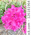 Pink flower 126181964