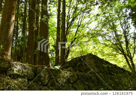 城堡遺址和石牆被新鮮的綠色植物包圍 城堡遺址和石牆被新鮮的綠色植物包圍 126181975