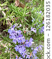 Violet flower 126182035