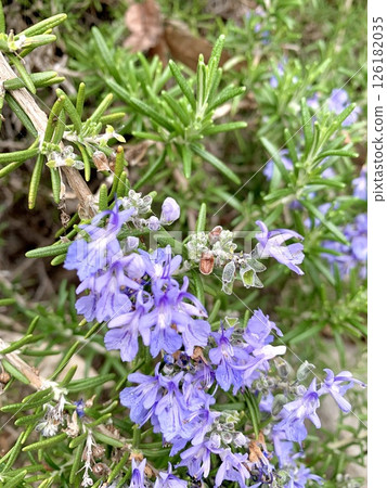 紫羅蘭花 紫羅蘭花 126182035