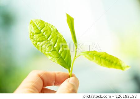 The first tea leaves that sprouted in early summer and were picked 126182158