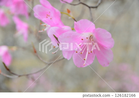 In full bloom In full bloom 126182166