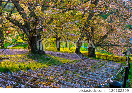 Stairs with falling cherry blossoms 126182209