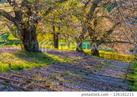 櫻花盛開的早晨風景 126182213