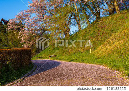 道路與櫻花 126182215