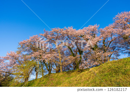沐浴在朝陽的山上櫻花盛開 126182217