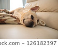 French bulldog 126182397