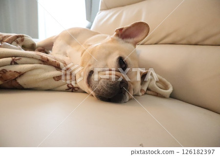 法國鬥牛犬 法國鬥牛犬 126182397