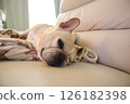 French bulldog 126182398