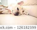 French bulldog 126182399